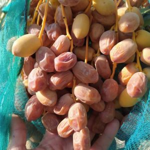 خرمای شاخه ای